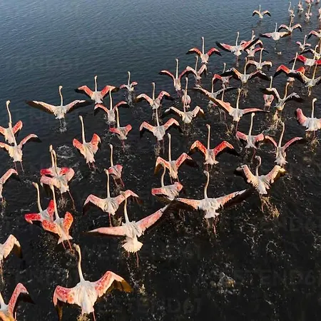 بيت للعطل Bird's *