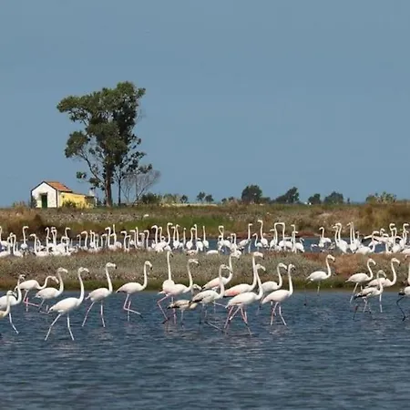 Bird's بيت للعطل