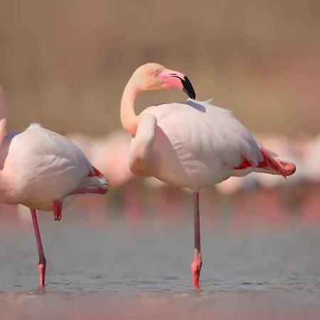 Bird's Prázdninový dům