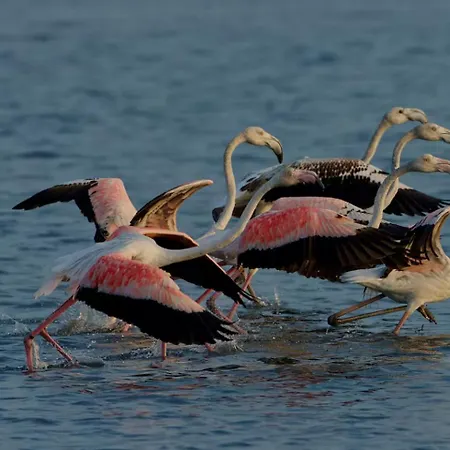 Bird's