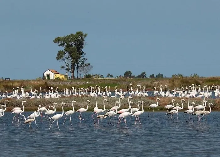 Сasa de vacaciones Bird's *