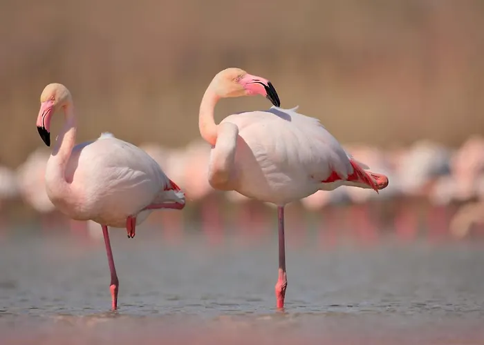 Bird's בית נופש