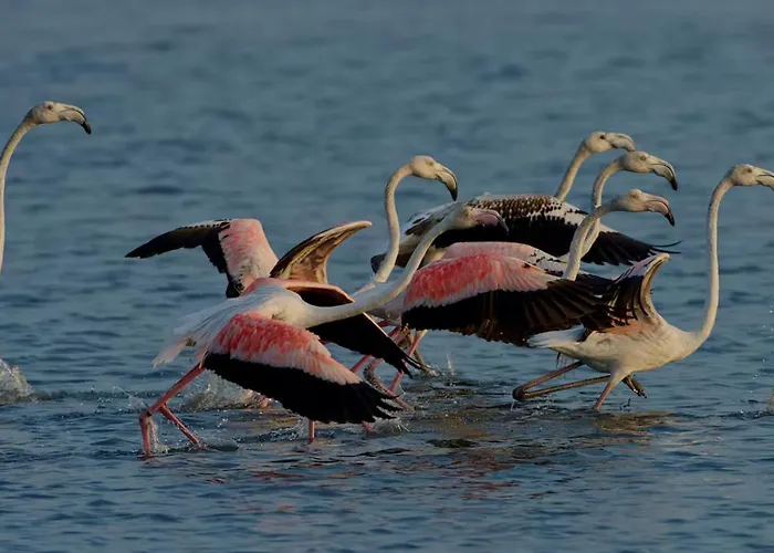 Bird's