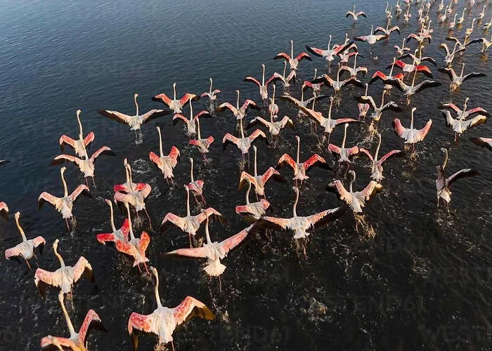 Bird's Сasa de vacaciones